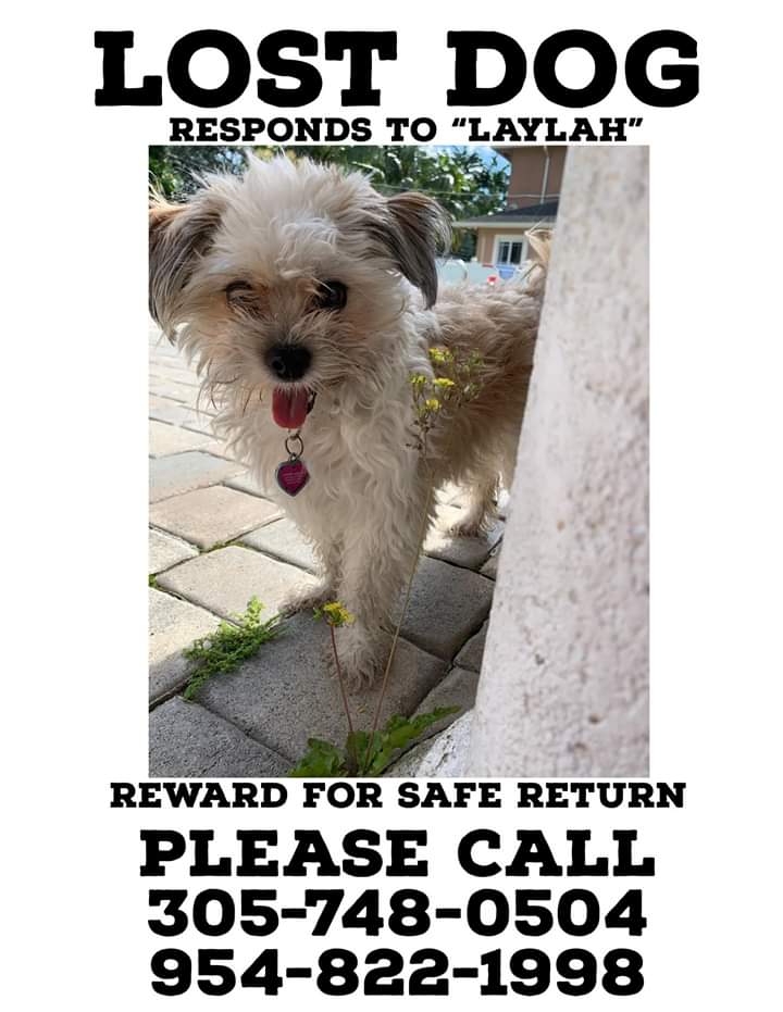 Image of Laylah, Lost Dog