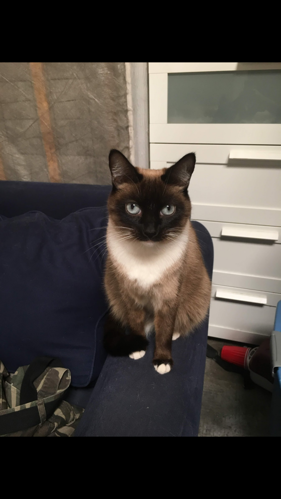 Image of Sprout, Lost Cat