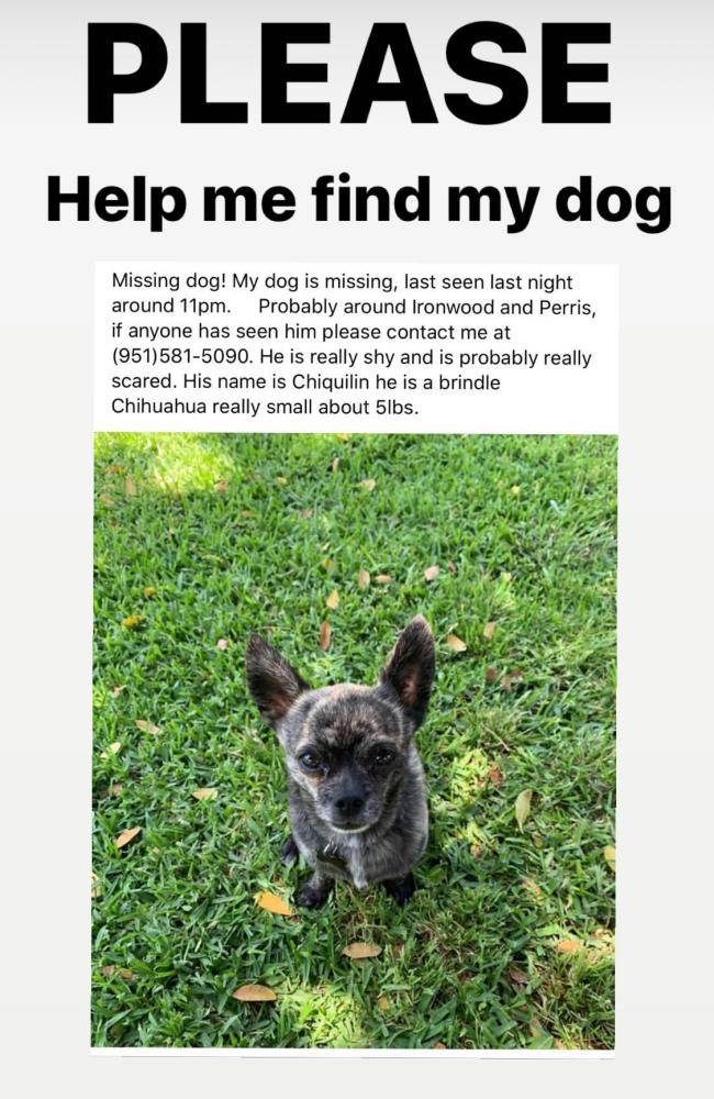 Image of Chiquilin, Lost Dog