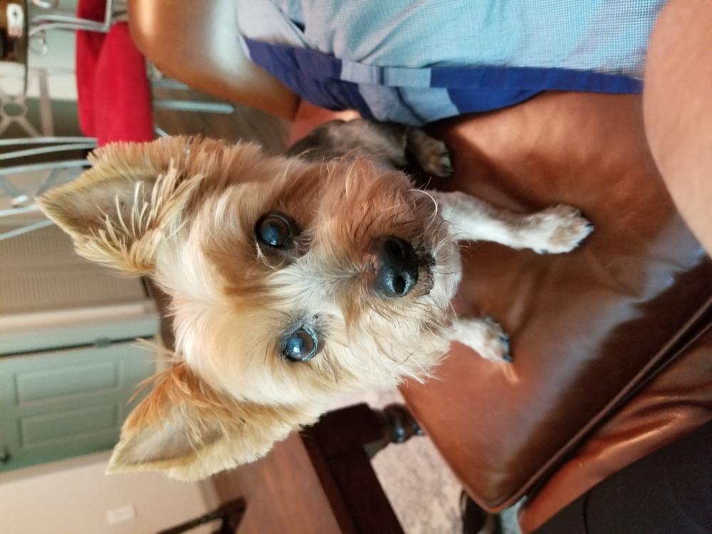 Image of Ricky, Lost Dog