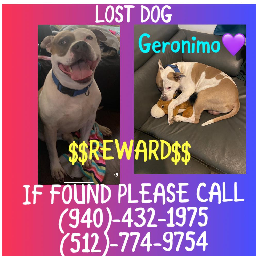 Image of Geronimo, Lost Dog