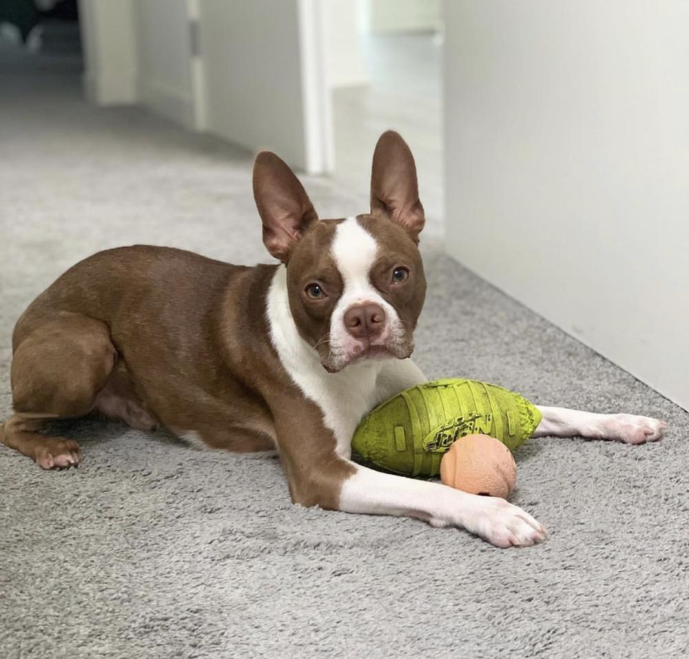 Lost Dog Boston Terrier In Los Angeles Ca Lost My Doggie