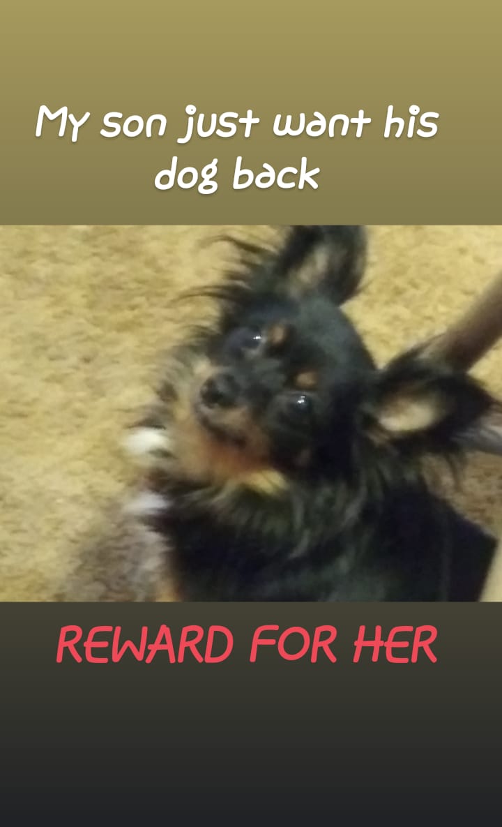 Image of Miss foxie smith, Lost Dog