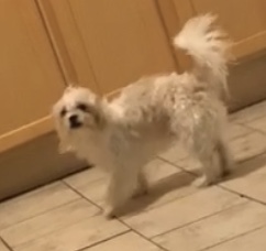 Image of Cutieé, Lost Dog