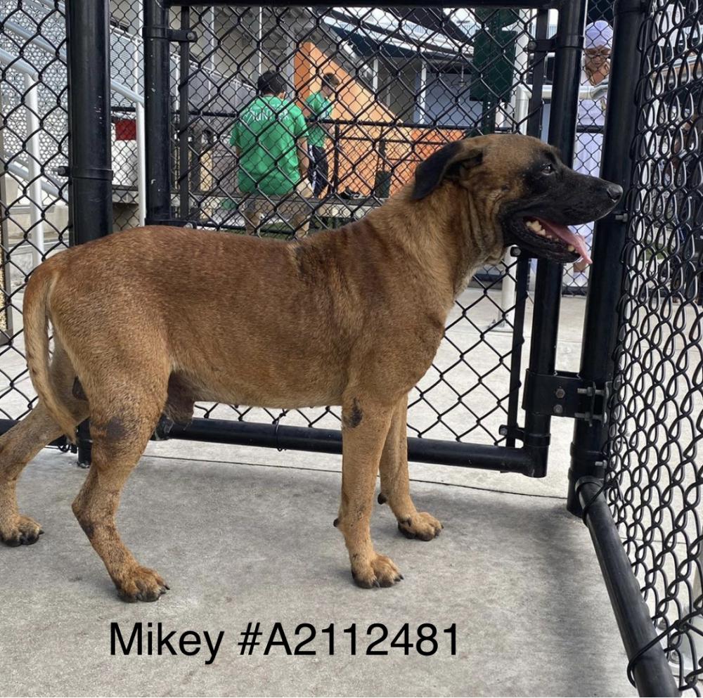Image of Mikie, Lost Dog