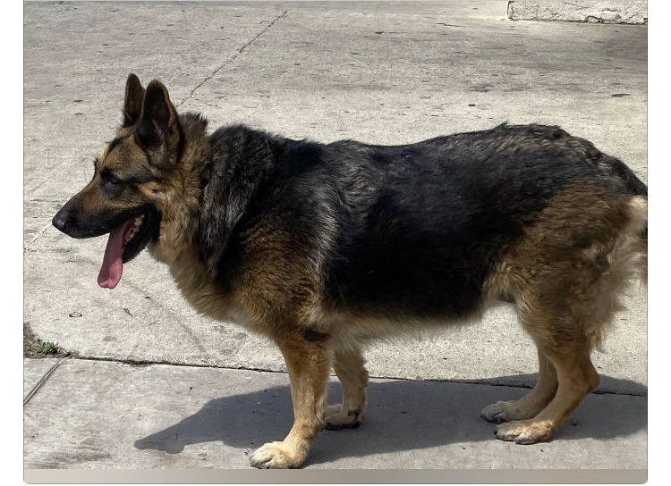 Image of Wolfy, Lost Dog
