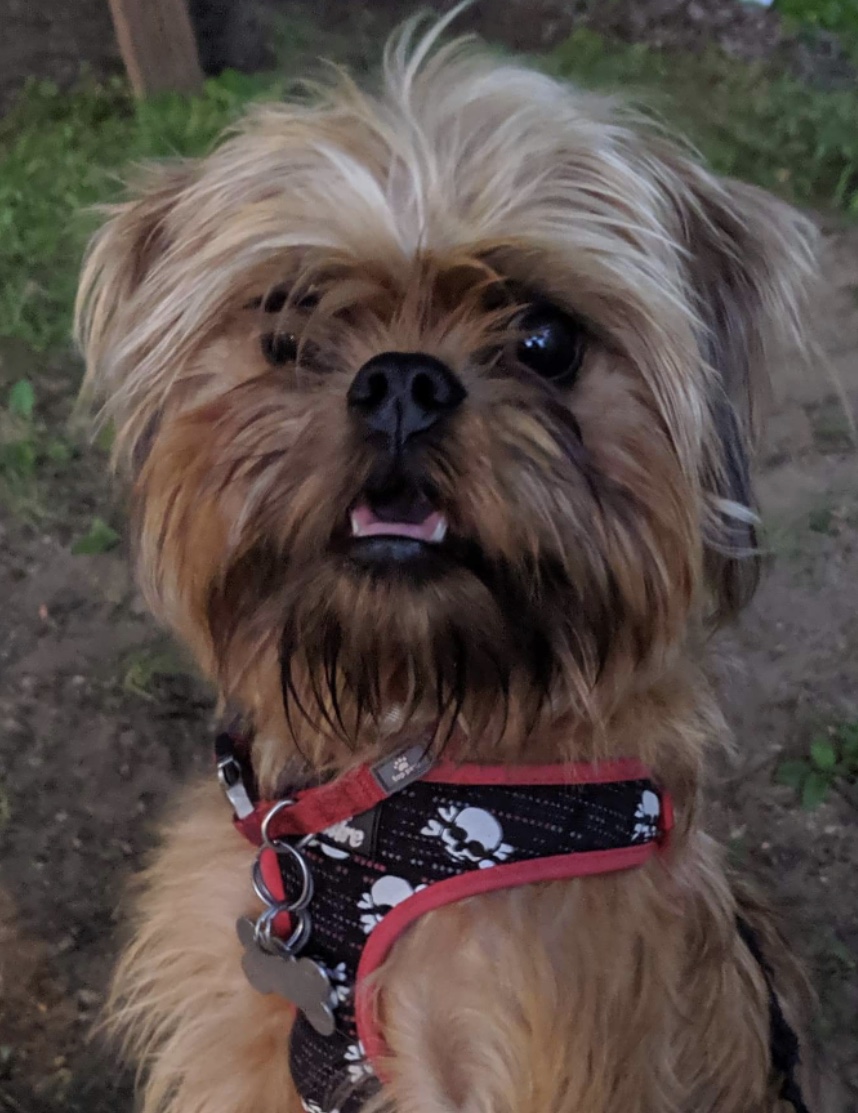 Image of Wookie, Lost Dog