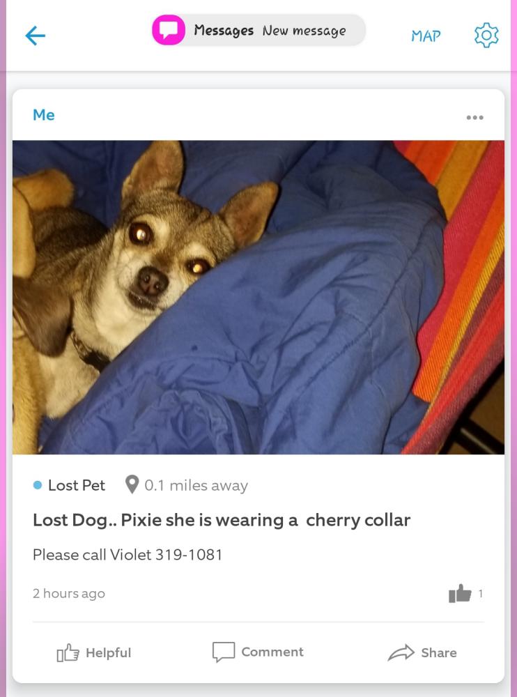 Image of Pixie, Lost Dog