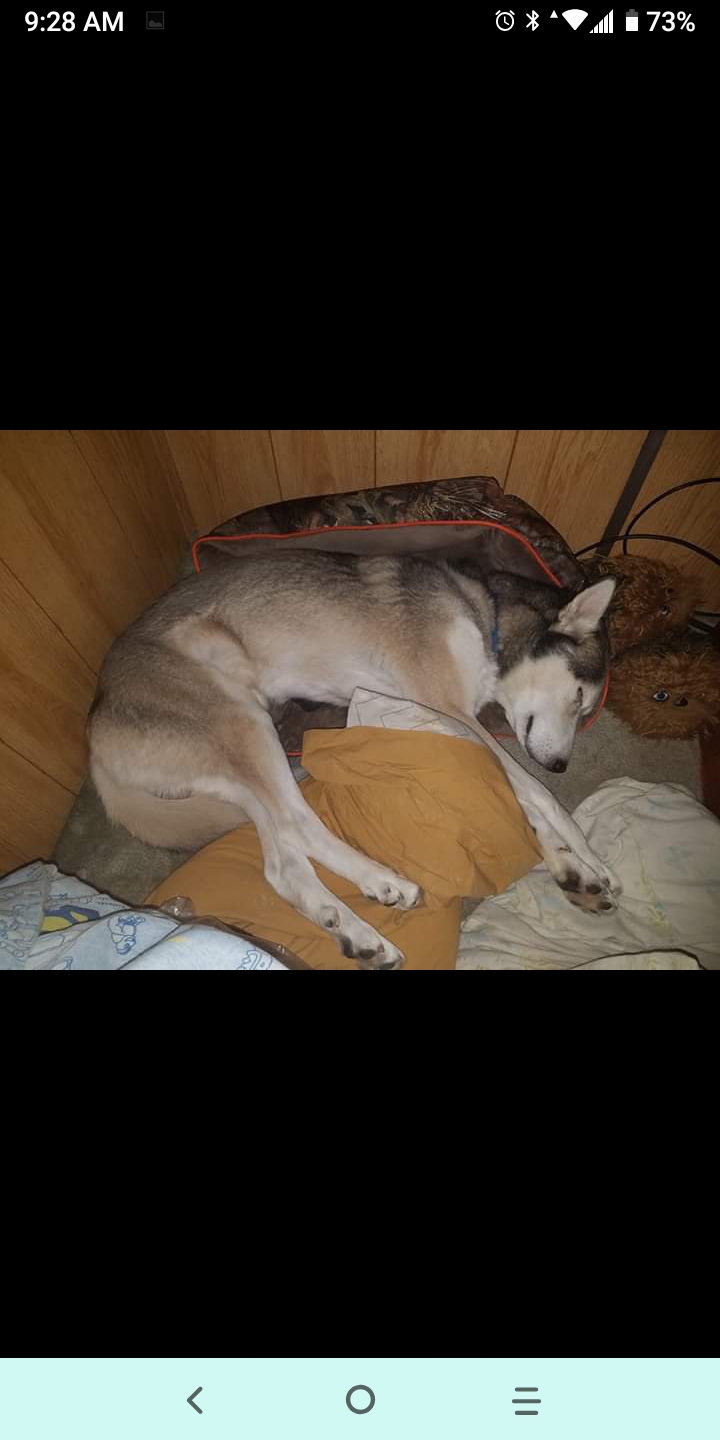 Image of storm, Lost Dog