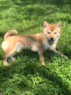 Image of Kiko, Lost Dog