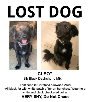Image of Cleo, Lost Dog