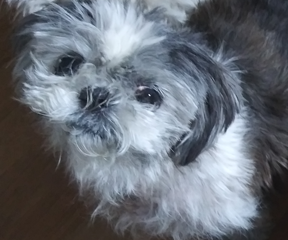 Image of Sophie, Lost Dog