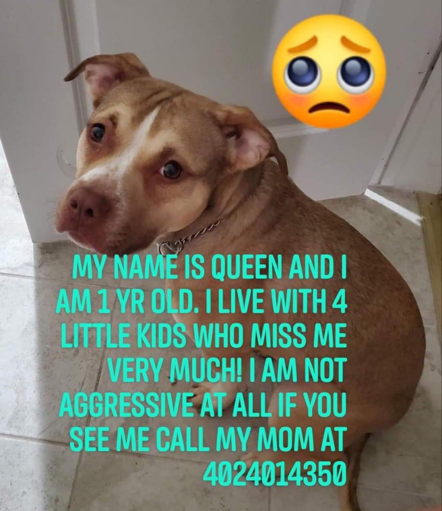 Image of Queen, Lost Dog