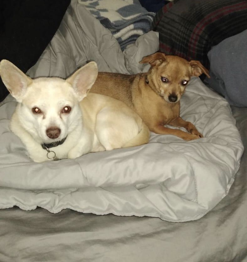 Image of Diesel and London, Lost Dog
