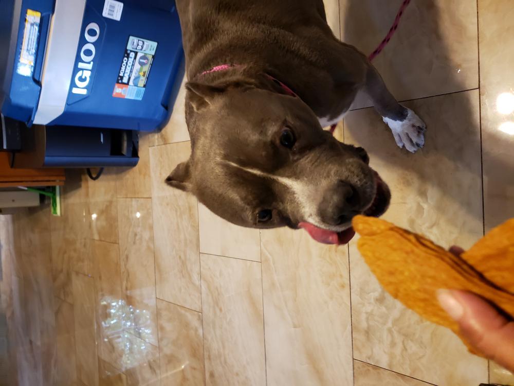 Image of Blue nose pitbull, Found Dog