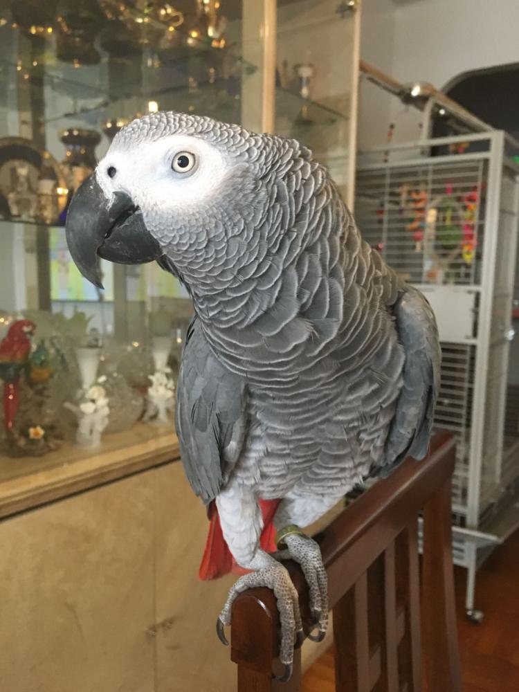 Image of Cookie, Lost Bird