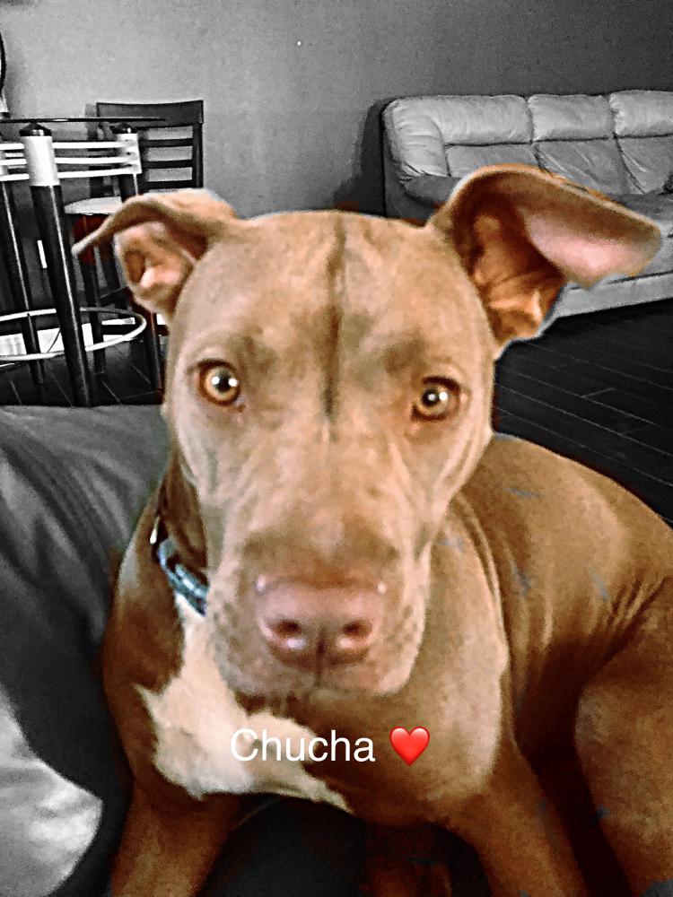 Image of Chucha, Lost Dog