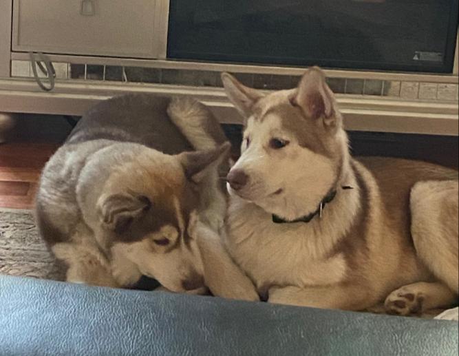 Image of Tyson & Leo, Lost Dog