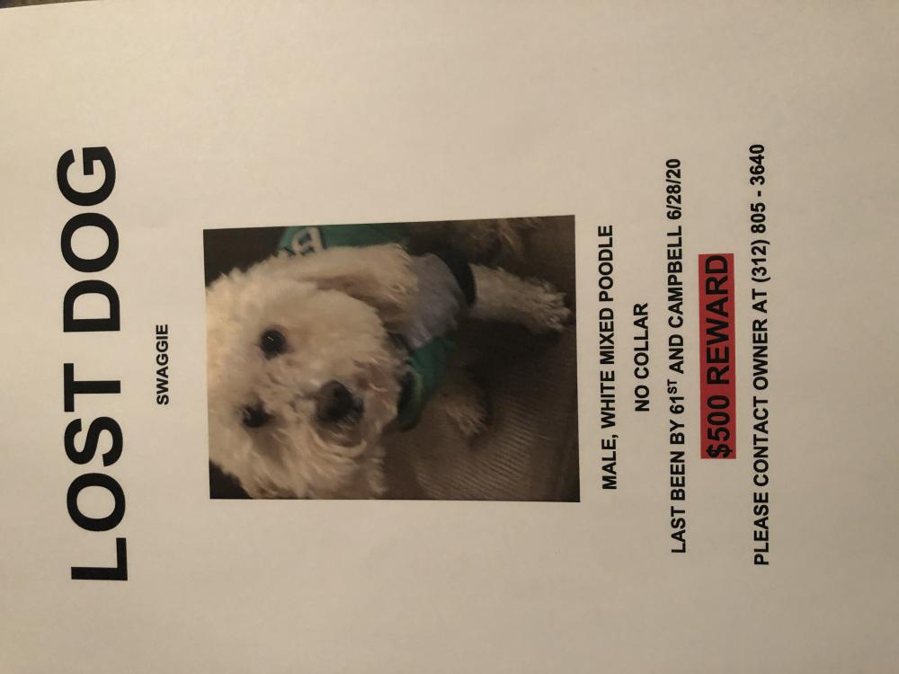 Image of Swaggie, Lost Dog