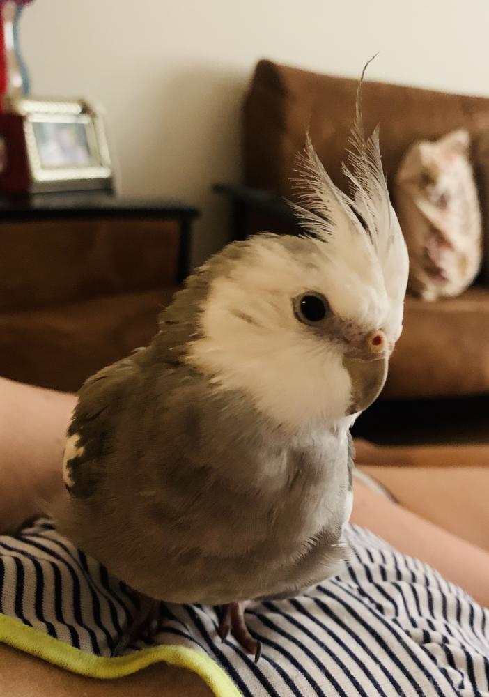 Image of EZZY, Lost Bird