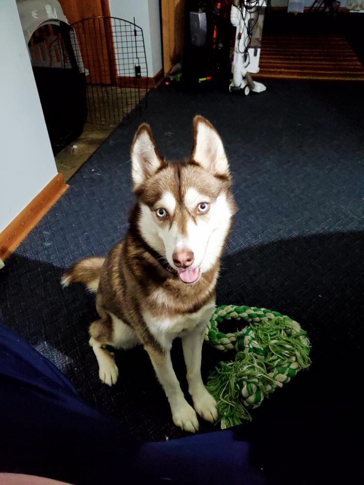 Image of Aspen, Lost Dog