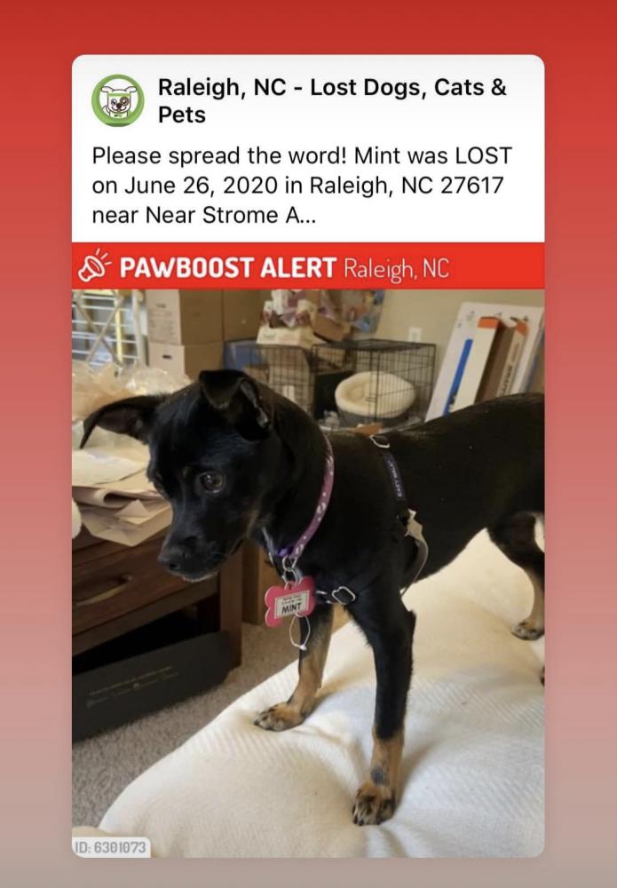 Image of Mint, Lost Dog