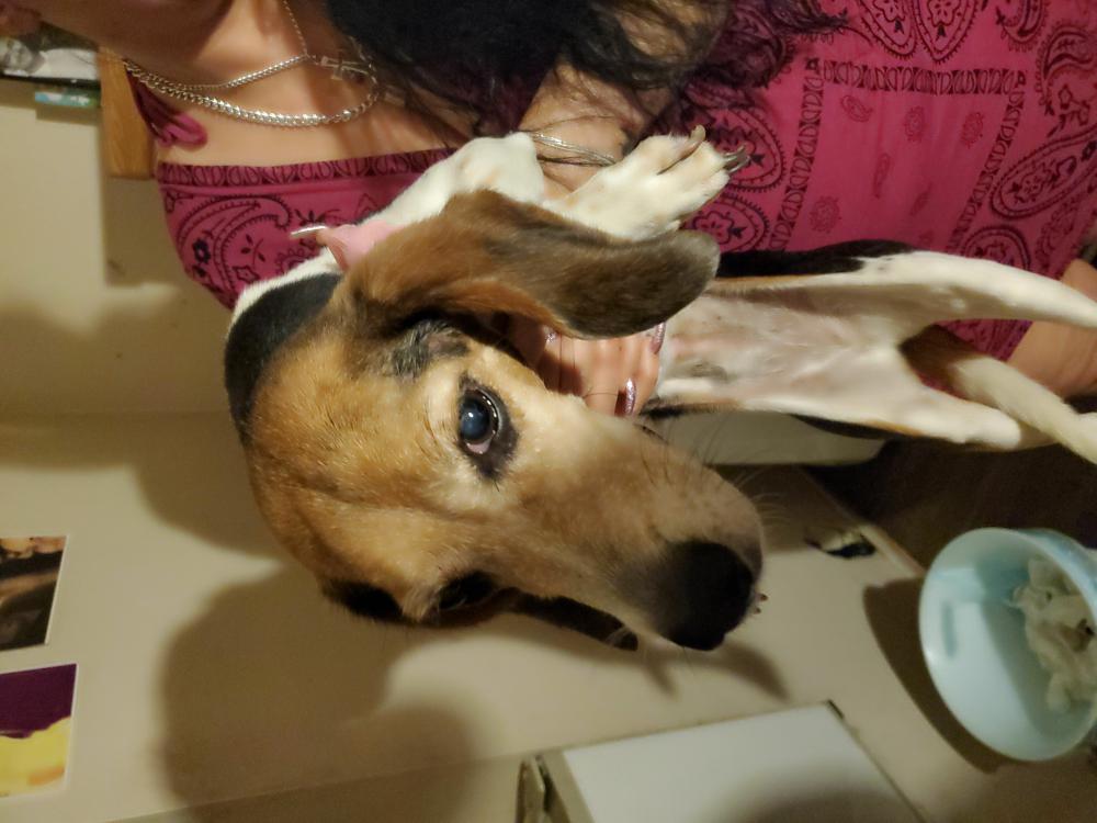 Image of Beagle, Found Dog
