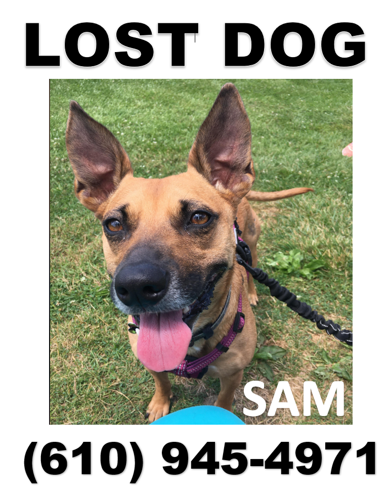 Lost Dog Unknown in HARLEYSVILLE, PA Lost My Doggie