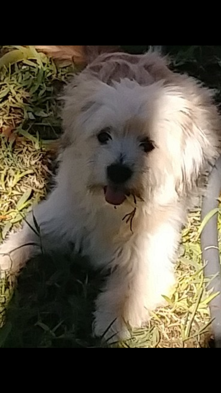 Image of Lola Sauceda, Lost Dog