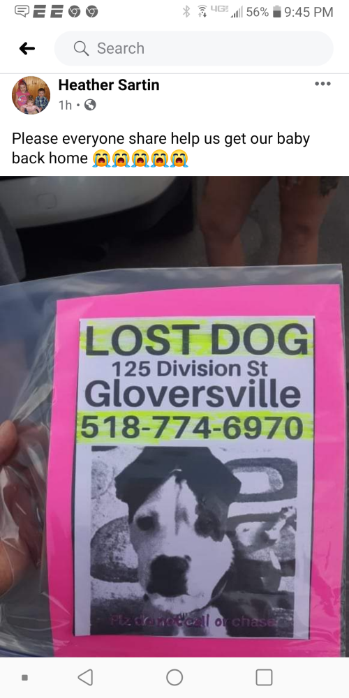 Image of Olaf, Lost Dog