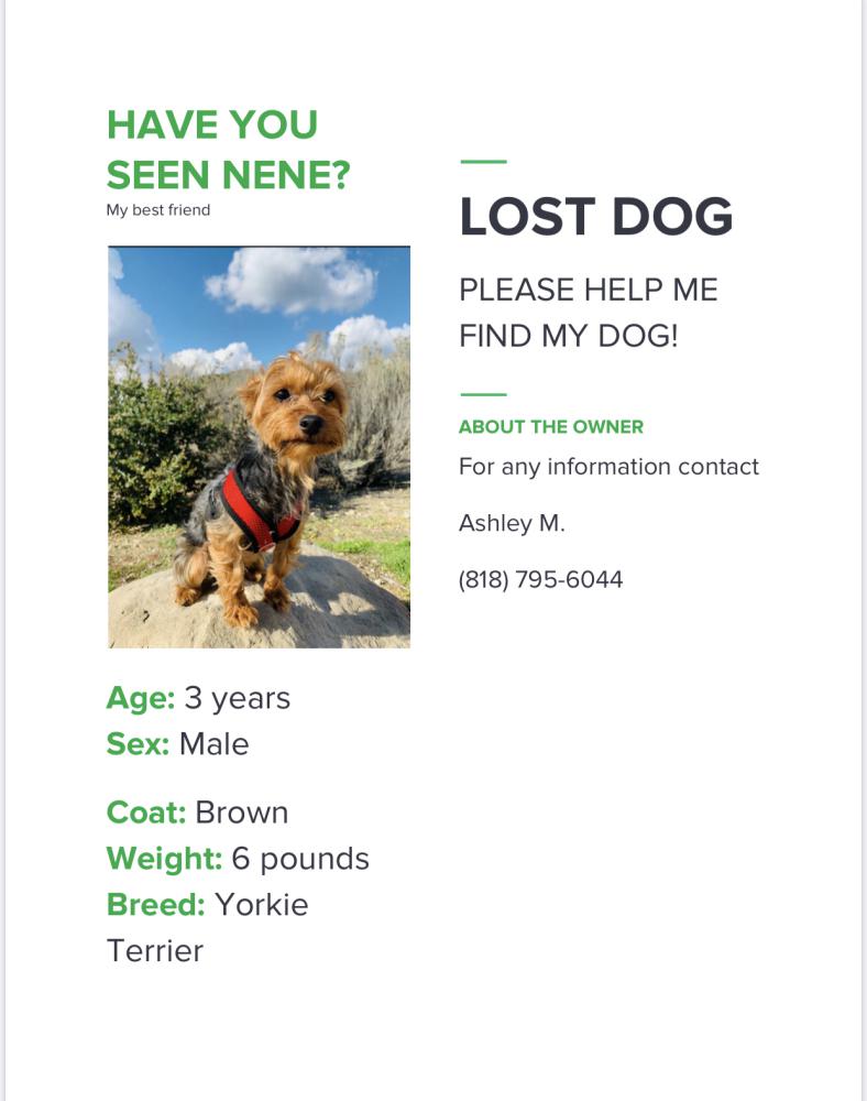 Image of Nene, Lost Dog