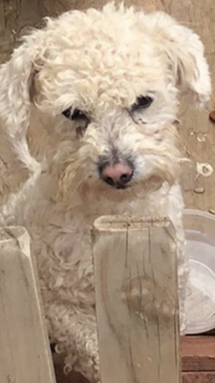 Image of Snowy Calderon, Lost Dog