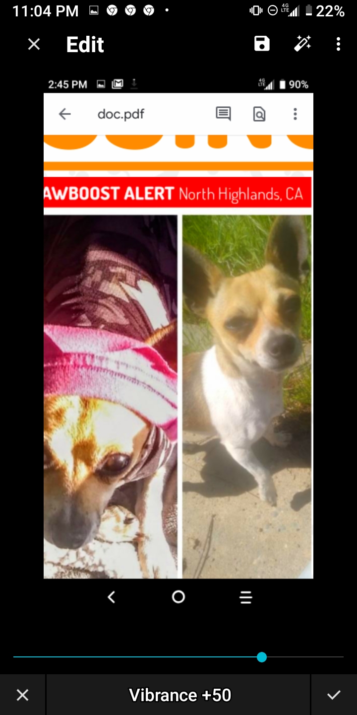 Image of Nowah, Lost Dog