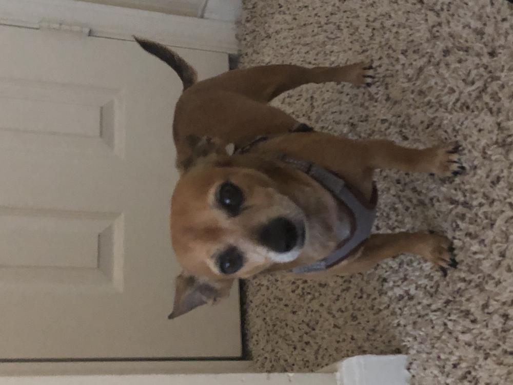 Image of Joey, Lost Dog