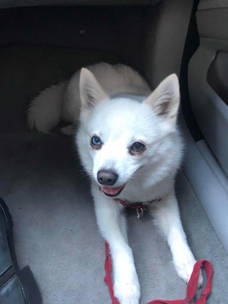 Image of Laika, Lost Dog