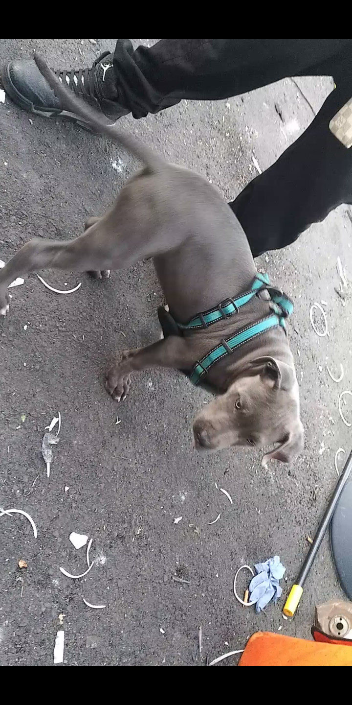 Image of Steel, Lost Dog