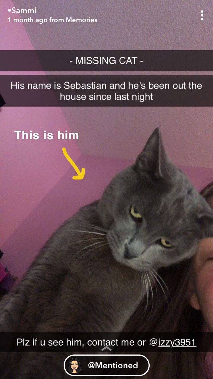 Image of Sebastian, Lost Cat