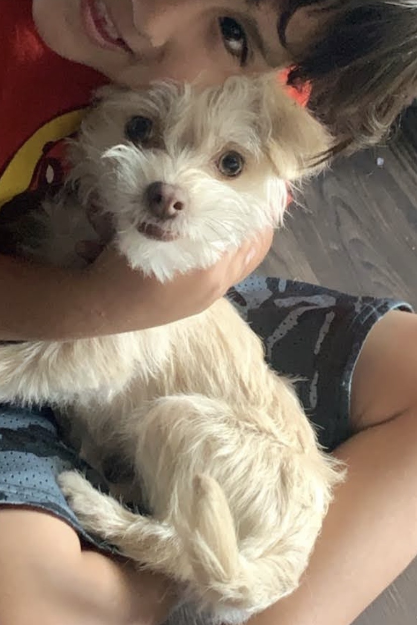 Image of LILO small blondish, Lost Dog