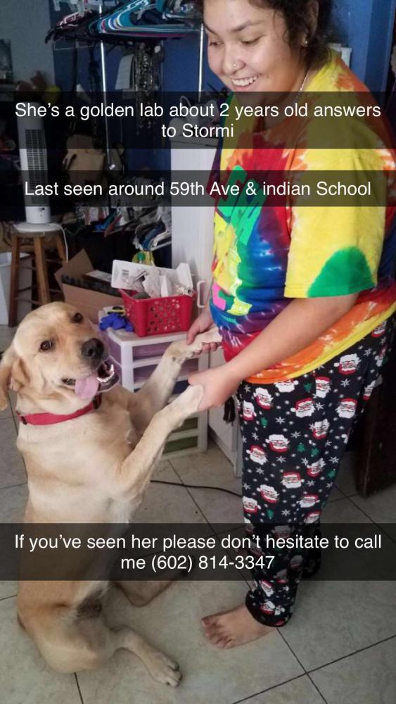 Image of Stormi, Lost Dog