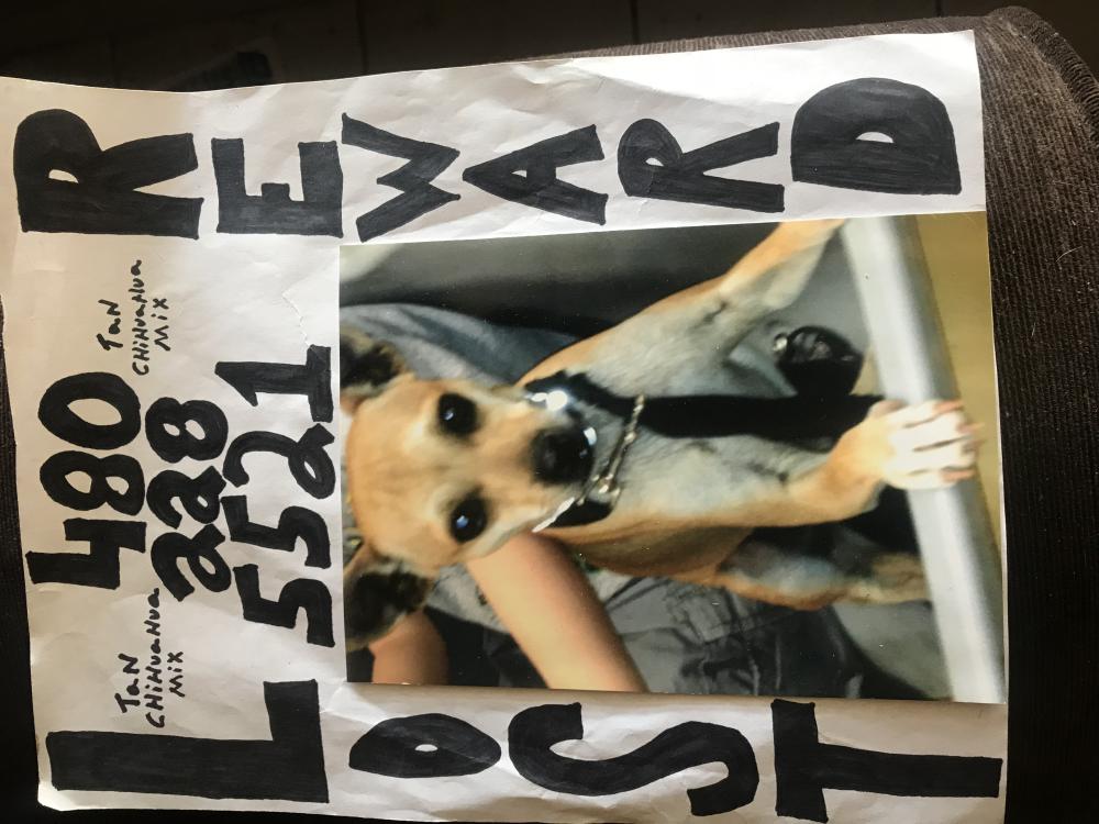 Image of Packman, Lost Dog