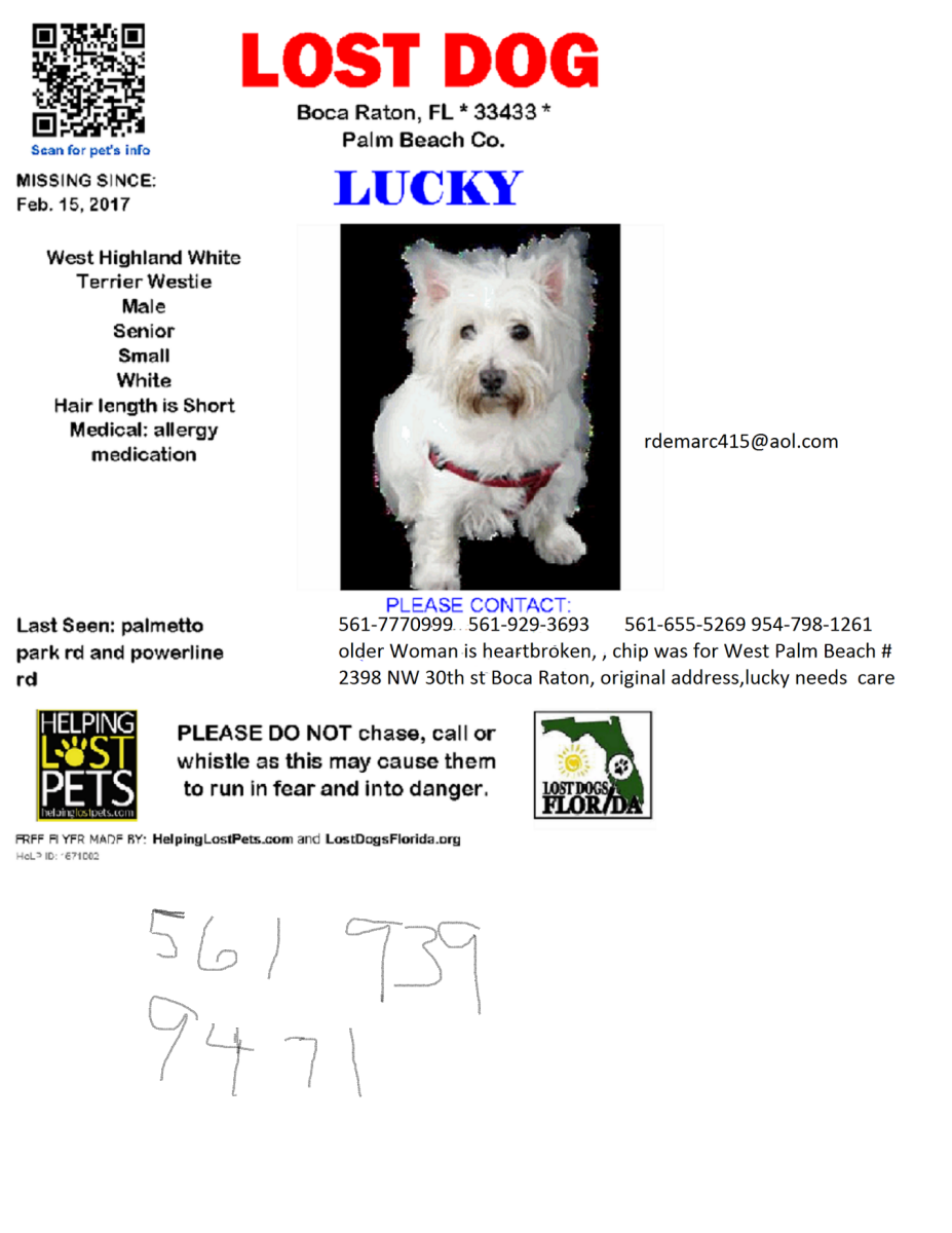 Image of lucky, Lost Dog