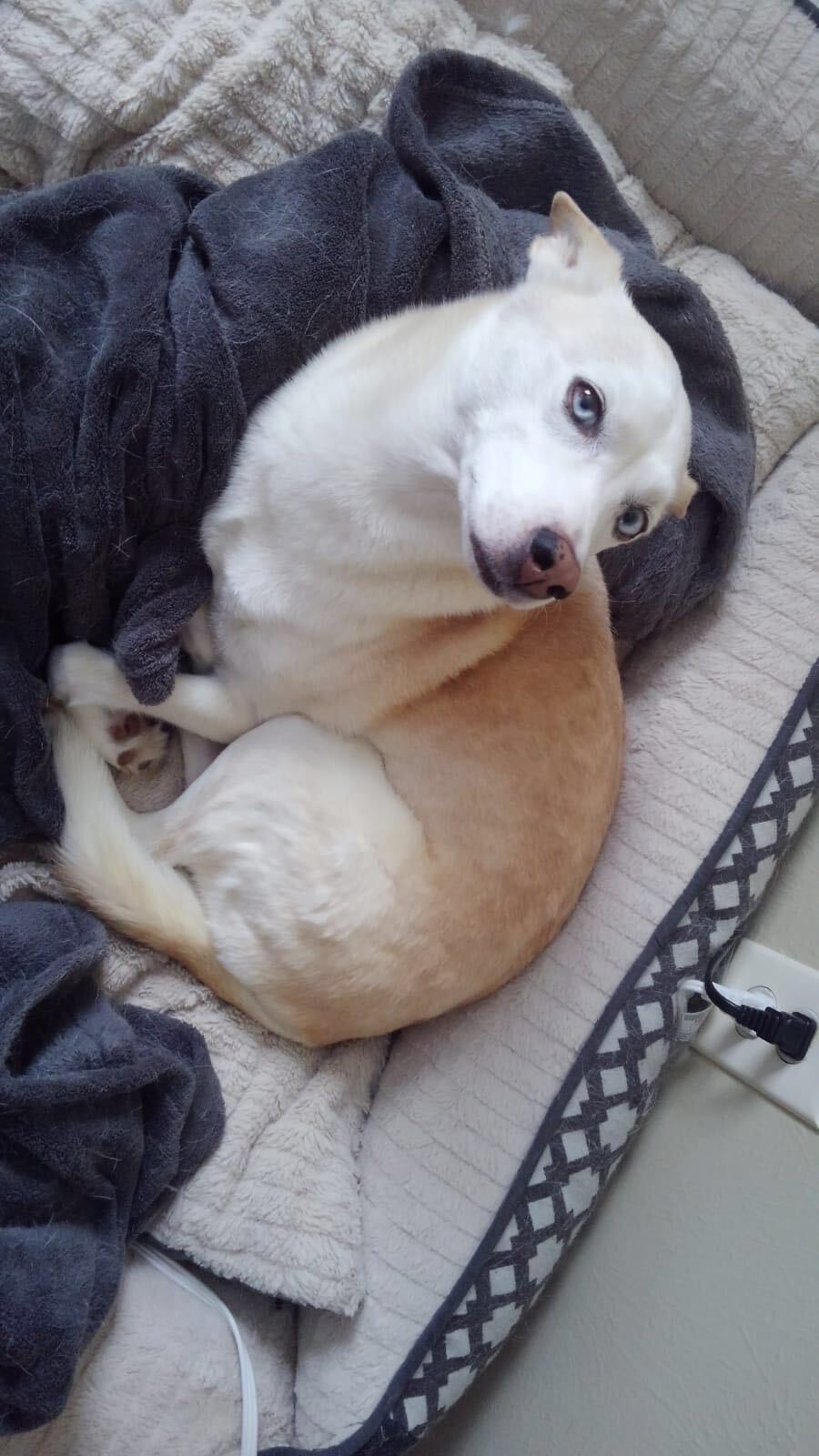 Image of Niki, Lost Dog