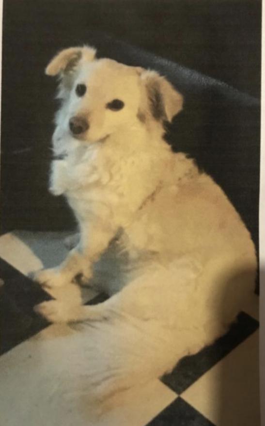 Image of Diddy, Lost Dog