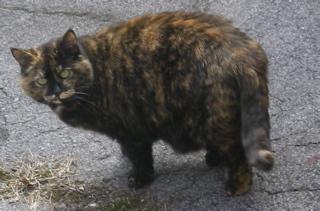 Image of Niamh, Lost Cat