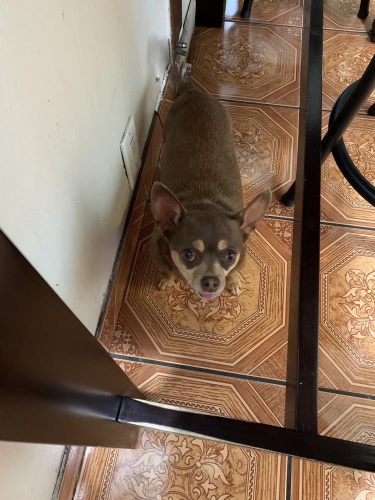Image of Lady, Lost Dog