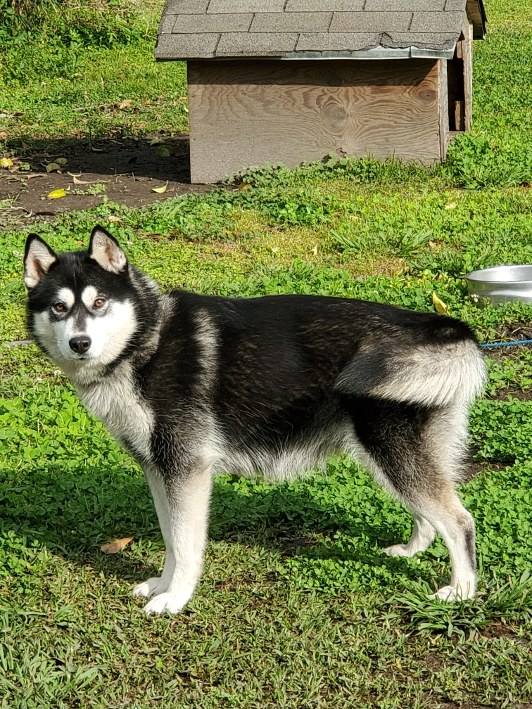 Image of Lua, Lost Dog