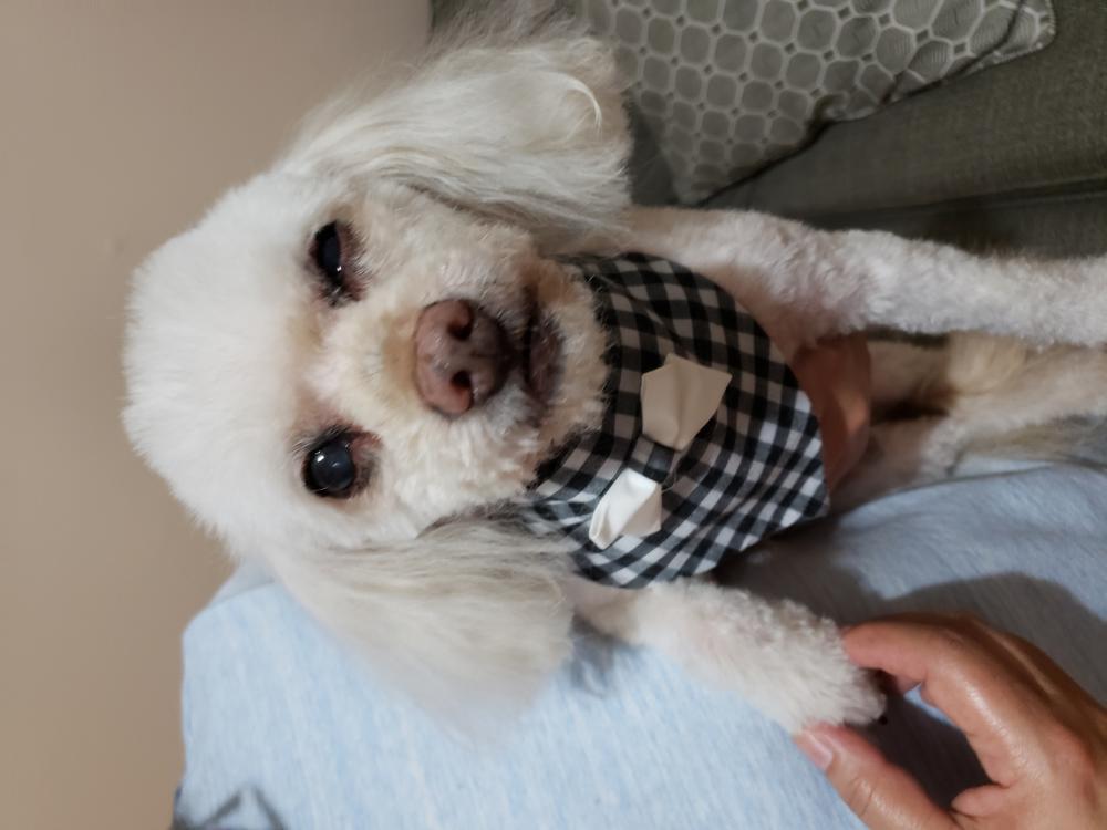 Image of Fluffy Montoya, Lost Dog