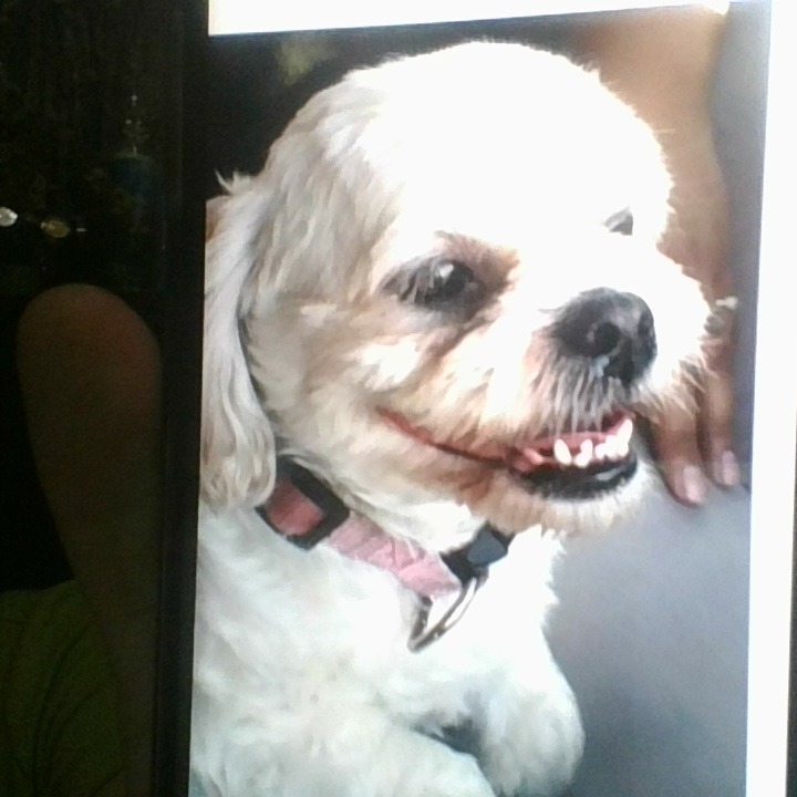 Image of Sophie Tando, Lost Dog