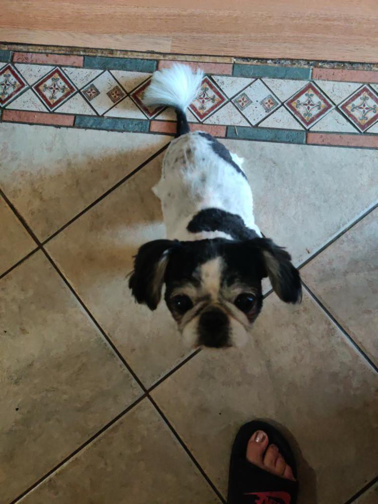 Image of Patches (Runt), Lost Dog