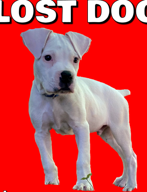 Image of Gino, Lost Dog